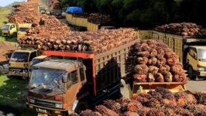 Jurus Industri Sawit Dongkrak Produksi dan Percepat Regenerasi